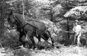 Photo - Horse logging