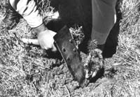 Photo - Planting a tree