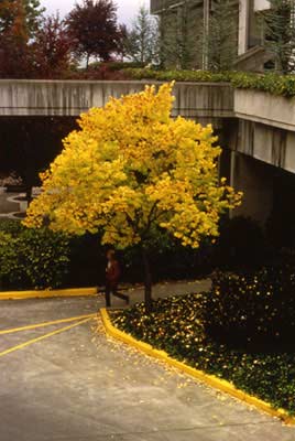 Ginko tree (no longer there), Center Building in background, n.d.