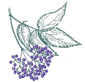 Graphic - Elderberry