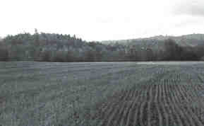 Fields in 1965