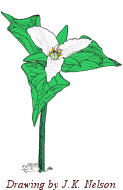 Flower drawing by J. K. Nelson