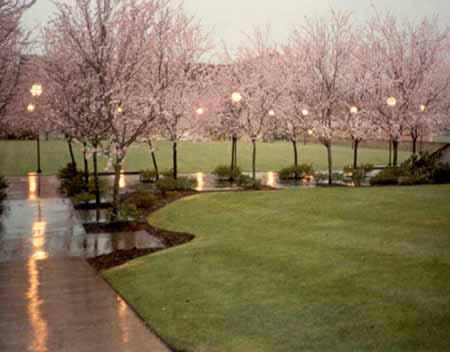 Cherry trees in the rain