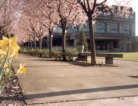 Cherry trees and daffodils