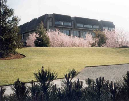 Cherry trees and pine