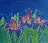 Night Flowers