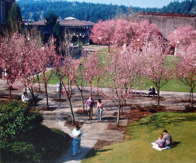 Bristow Square with Cherry Trees