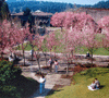 Bristow Square with Cherry Trees