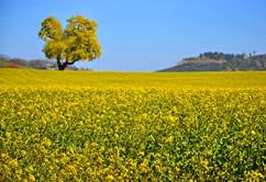 Yellow Yellow The Color of Bright
