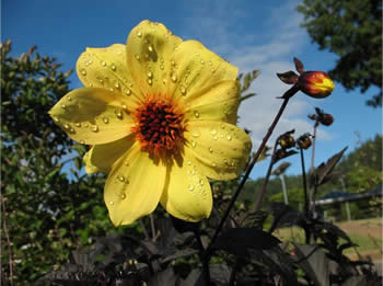 photo of sunflower in labyrinth