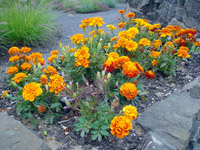 orange flowers