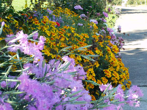 flowers in garden at LCC main campus