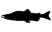 salmon graphic