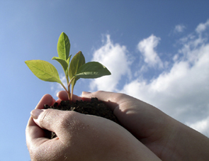 person holding sprouting plant in their hands