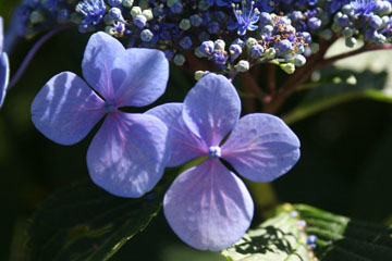 hydrangea blossoms photo by Kim