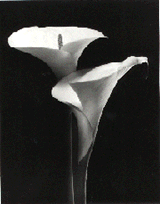 Calla lilies #2