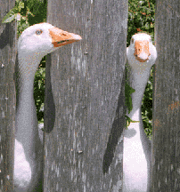 geese