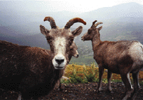 sheep