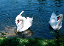swans