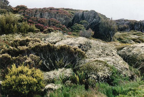 aucklands