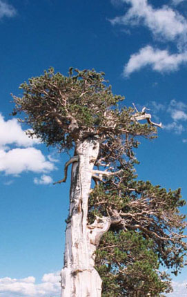 photograph