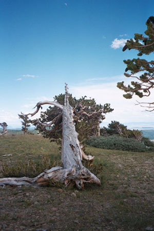 photograph