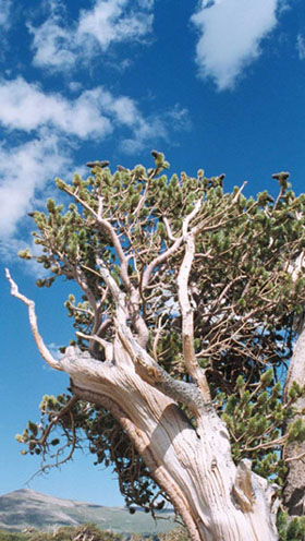 photograph