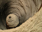 picture of Spiral Nest