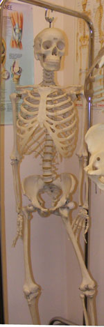 Skeleton