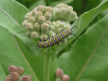 Milkweed with Caterpillar