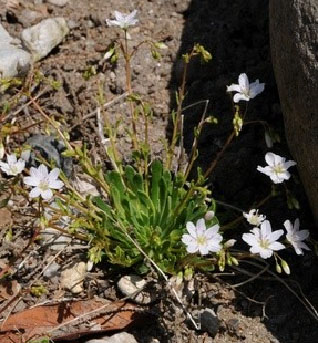 bitterroot