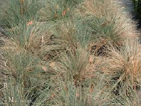 bunchgrass