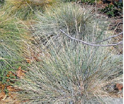 bunchgrass