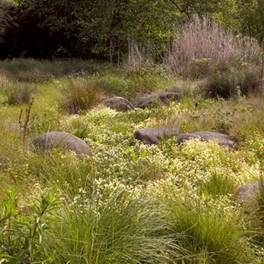 Example of Swale