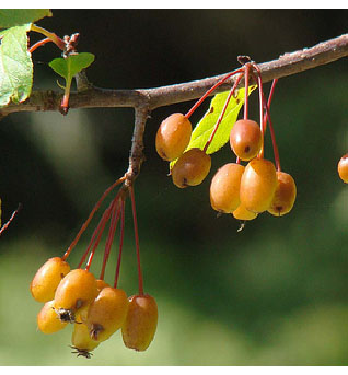 crabapple