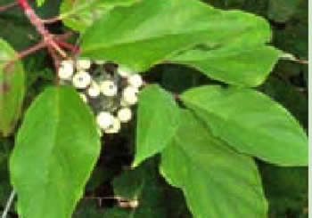 dogwood