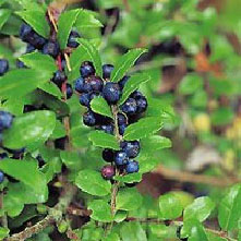 evergreenhuckleberry