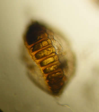 micro