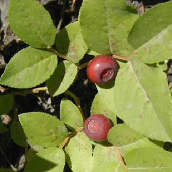 mountianhuckleberry