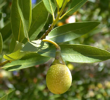 myrtleWood