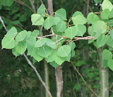 quaking aspen