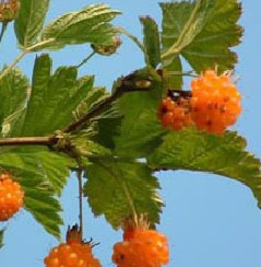 salmonberry