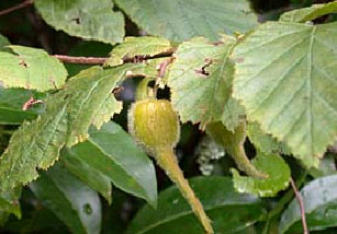 westernhazlenut