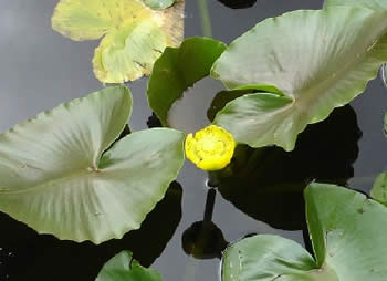 yellowpondlily