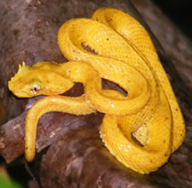 eye lash pit viper