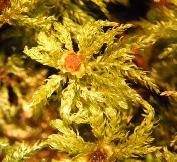Micro Flower