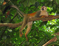 monkey in Costa Rica