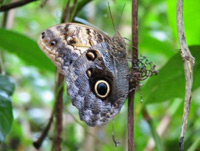 moth in Costa Rica