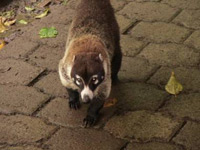 animal in Costa Rica