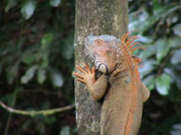 lizard in Costa Rica